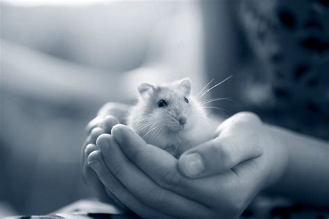 Which would you rather have as your neighbor? Hamster Picture 835 1000 Jpg : 8 Surprising Facts About ...