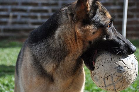 German shepherd dogs are fiercely loyal and protective guardians. File:File-Pastor A Fêmea.jpg - Wikimedia Commons