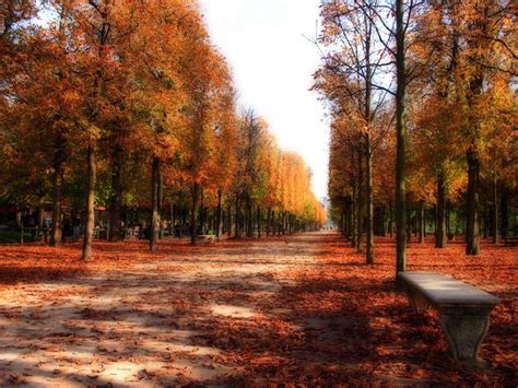 Photo contest 2019 we use cookies to analyse the use of our website, identify individual preferences after obtaining your explicit consent, and enhance your user experience. Album photo . Forêt d'automne. Dinosoria
