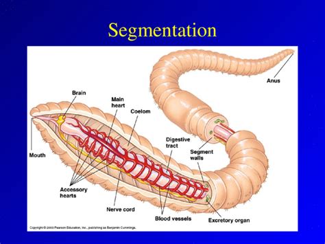 No animal cells do not have cell wall. Animal Diversity. What is an Animal? Animal ...