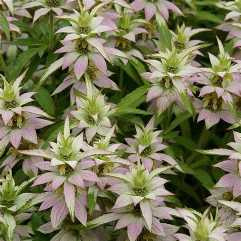 We did not find results for: Monarda punctata | Bee balm, White flower farm, Late ...