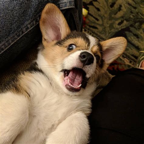 Potty trained, registration papers, veterinarian examination, health certificate. Pembroke Welsh Corgi Puppies For Sale | Tallahassee, FL #293463