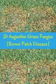 How to kill bermuda grass and get rid of it in your lawn. Will Frost Kill Grass Seeds? | Growing grass, Angel trumpet plant, Garden soil