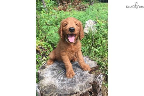 Recommendations and guidance to help you find your perfect new pup. Jason: Goldendoodle puppy for sale near Tampa Bay Area, Florida. | 446eeb3e-7a11