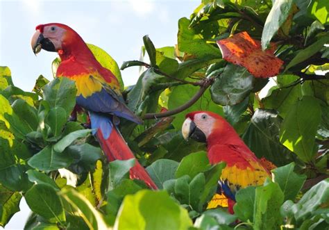 Green anti bird protection net mesh garden plant netting protect plants and fruit trees from rodents birds deer poultry best for seedlings, vegetables.fruit,bushes,reusable my french fig started bearing this year and i discovered my friend the mockingbird has a sweet tooth. Scarlet Macaw (Ara macao) Two birds in fig tree | the ...