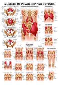 Other muscles in the back are associated with the movement of the neck and shoulders. Anatomy of the Groin Area - home to some of the more stubborn soft tissue injuries to heal ...