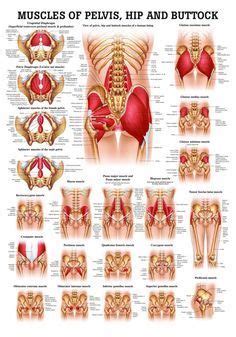 With referred pain and a combination of neurological and musculoskeletal causes, treatment can seem unrewarding. Anatomy of the Groin Area - home to some of the more ...