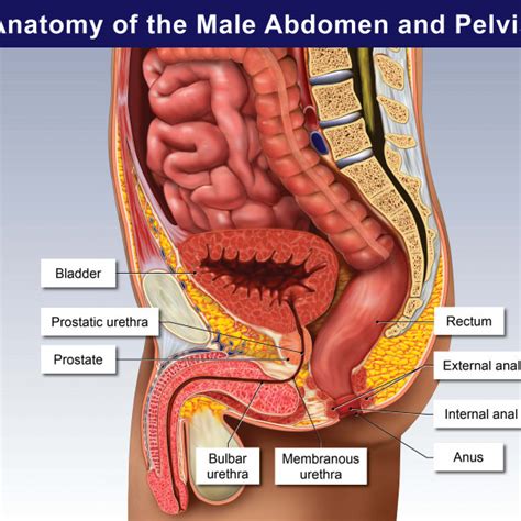Check spelling or type a new query. Anatomy of the Male Abdomen and Pelvis - TrialExhibits Inc.