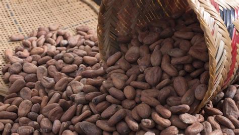 What drives the price of cocoa? Global chocolate makers promise to source only ethical ...