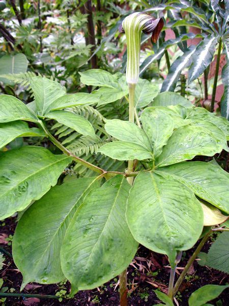 0 more photos view gallery. Arisaema serratum | Plants, Plant leaves, Horticulture