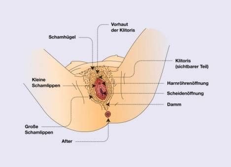 Schamlippe , schamlippen > die schamlippe subst meist plur. Die Vulva | Ellviva