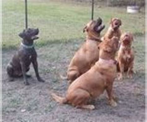 We are small hobby breeders of cane corso, with a. View Breeder Profile: Cane Corso Dog Breeder near Virginia ...