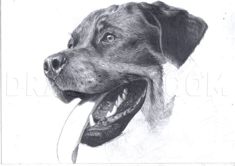 Learn to draw a rottweiler (dog) a very quick and easy version with this video loblogue. How To Draw A Realistic Rottweiler, Step by Step, Drawing ...