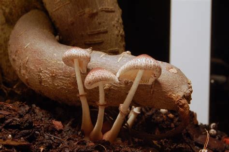 Been a busy couple of weeks for me so i'm a little late to the party but i'm ready to roll now Help ID mushroom growing in my bonsai pot. - Mushroom ...