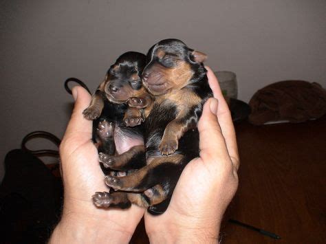 Newborn puppies are some of the most adorable creatures in the world. Newborn Yorkie Puppies | Yorkie puppy, Puppies, Yorkie dogs