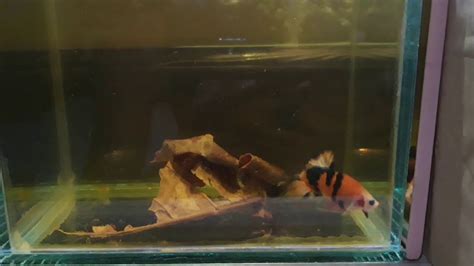 Beli aquarium ikan cupang online berkualitas dengan harga murah terbaru 2021 di tokopedia! Ikan cupang unik belang belang -Baby Tiger Betta Fish ...