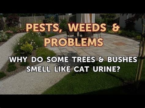 It is necessary to think about these things title: Why Do Some Trees & Bushes Smell Like Cat Urine? - YouTube