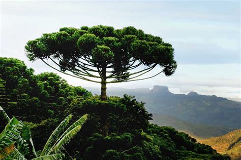 Veja mais ideias sobre araucária, floresta araucaria, arvores do brasil. Araucária e Campos: Curiosidades sobre as Araucárias