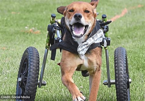 Press in a circle along the shoulders, hips, back, and legs. Use Of Prosthetic Limb For A Disabled Dog - PetVet