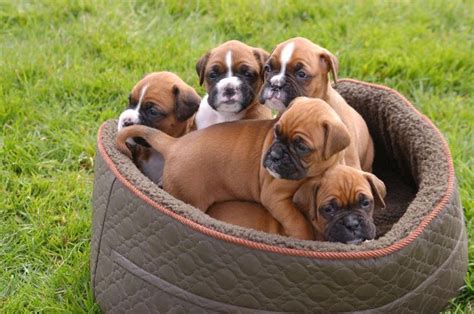 We will do our best to find the right pup. Boxer dog price range. Boxer puppy cost. How much are boxer puppies?