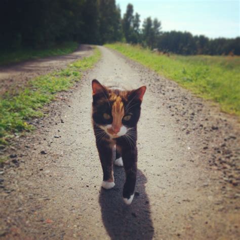 Did your cat run away? My cat likes to join me for a walk : aww