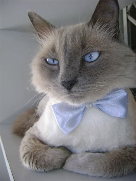 But essential oils are a more expensive option for flea control. 14 Delightful Cats Dressed Up - Meowlogy