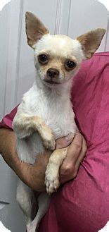 Pictures of GiGi a Chihuahua Mix for adoption in Lexington ...