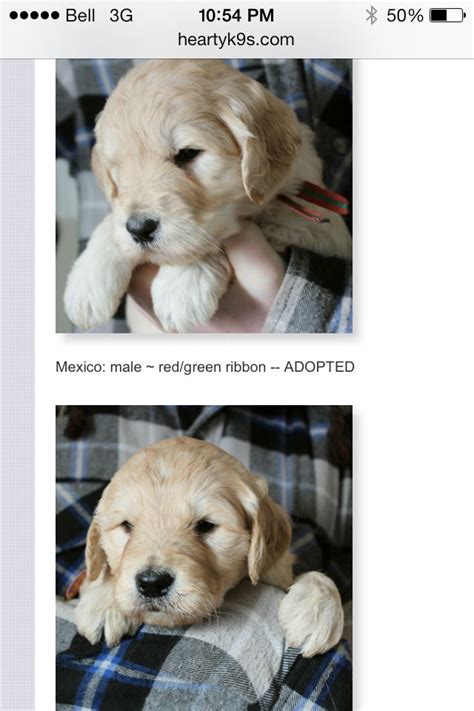 It's very important to feed small meals regularly. Goldendoodles at 4 weeks old | Goldendoodle, Cute puppies ...