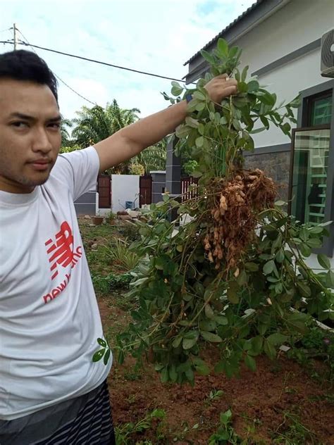 Kacang tanah masuk ke indonesia diperkirakan dibawa oleh para pedagang. Pulihkan Tanah Laman Yang Keras Dengan Tanam Kacang Tanah ...