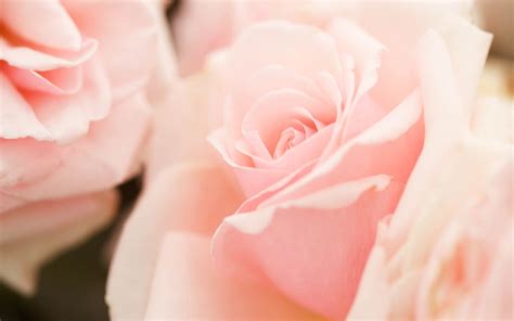 I love going to a greenhouse. Light Pink Roses Wallpaper - WallpaperSafari