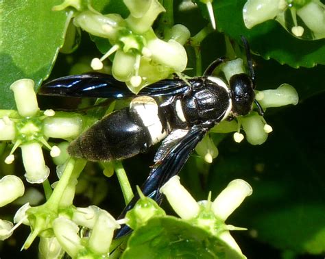 I wish i could have gotten an angle that showed its impressive mandibles, but it just didn't give me the chance. Four-toothed Mason Wasp | Dendroica cerulea | Flickr