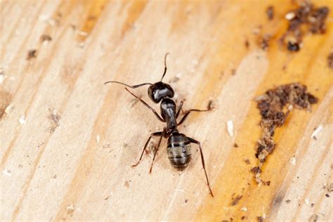 Different ant species often require different baits and killers to deal with the infestation. carpenter ant control, carpenter ant treatments, how to treat carpenter ant nests, best ...