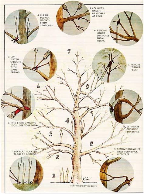 Proper pruning is an important step in ensuring healthy, strong fruit trees. Time to Cut Back… - LaFarm, The Lafayette College ...