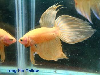 Betta splendens super delta, halfmoon, overhalfmoon, dumbo pez betta super delta ▻sígueme en luchowhat.net. Veiltail-Long Fin,Stock Shop,www.Sirinutbetta.com, Show ...