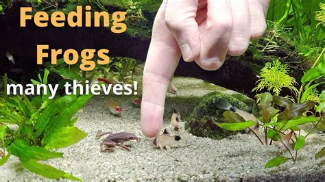 5 signs your african dwarf frog is sick or dying. Feeding African Dwarf Frogs : Community Aquarium - YouTube