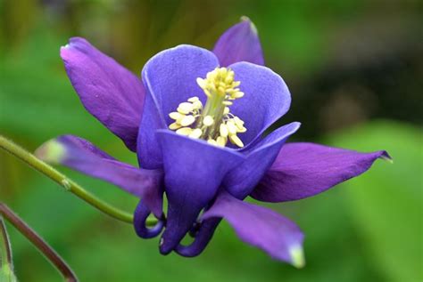 Tutti i nomi dei fiori. Nomi di fiori viola - Significato fiori - Nomi di fiori ...