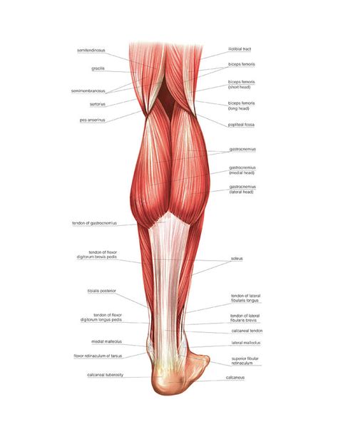 Leg muscles can be tough to build up, because they're already so strong from daily use. Muscles Of The Leg And Foot Photograph by Asklepios Medical Atlas