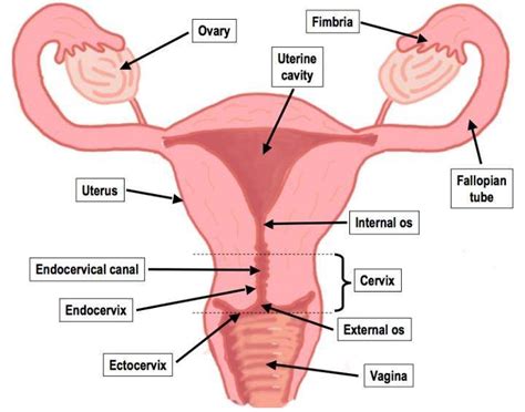 List of related male and female reproductive organs. Female reproductive system diagram labeled