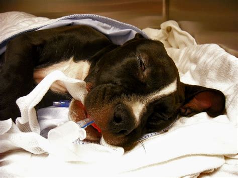 10305 southwest highway chicago, il 60415 united states. Tucker recovering from surgery | Terrier, Boston terrier ...