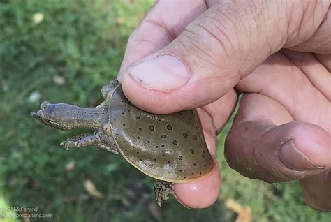 For a start, you would need a glass tank that can accommodate up to 15 gallons of water. Outdoor Radio: Spiny Softshell Turtles | Vermont Center ...