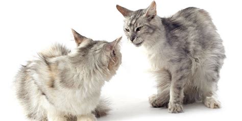 Behavior modification is an area under the field of psychology. Cat Behavior Modification and Counter-Conditioning ...
