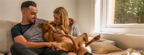 Cocker spaniels also have that puppylike quality that never leaves them. Do Vizslas Like To Cuddle? Five Tips For Quality Relaxing Time