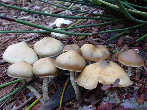 Psilocybe cyanescens is a potent psychedelic mushroom in the psilocybe genus. Psilocybe subaeruginascens - Wikipedia