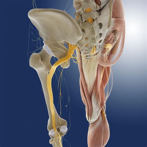 Looking for some good leg workouts? Lower Body Anatomy, Artwork Photograph by Science Photo ...