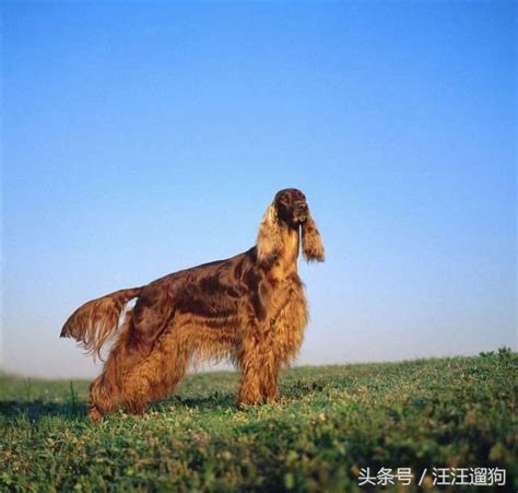 鬆獅 (4) 敖犬 (0) 秋田 (0) 杜賓犬 (2) 哈士奇 (3) 大麥町 (2) 威瑪犬 (0) 大白熊 (0) 挪威納 (0) 大丹犬 (0) 拳師犬 (0) 高山犬 (0) 聖伯納 (0) 拉布拉多 (2) 黃金獵犬 (6) 邊境(界)牧羊犬 (7) 伯恩山犬 (0) 德國狼犬 (3) 薩摩耶犬 (1) 紐芬蘭犬 (0) 馬士提夫 (0) 愛爾蘭雪達 (0. 【每日一狗】紅酒一樣濃烈 — 愛爾蘭雪達犬 - 每日頭條