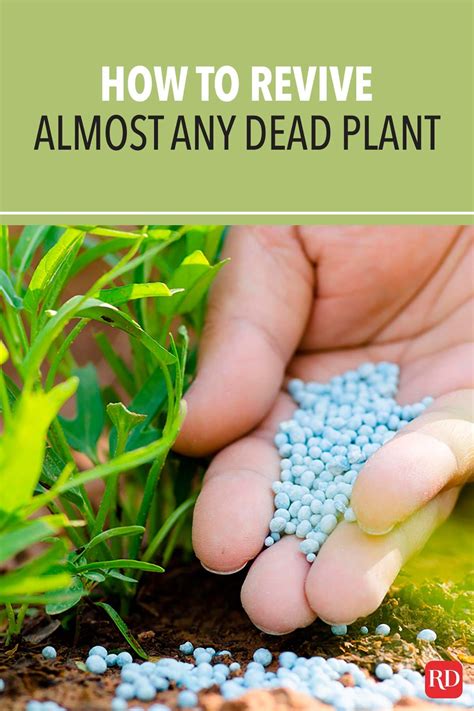 How to revive dead money plant. Don't Have a Green Thumb? These 7 Hacks Can Revive Almost Any Dead Plant in 2020 | Plants, House ...
