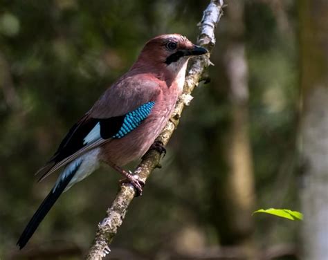 This item is required for leveling up pets as higher leveled pets can find sapphires, gems, pet treasure items and can be sent to pet expeditions. european jay, (garrulus glandarius) | Pet birds, Jay bird ...