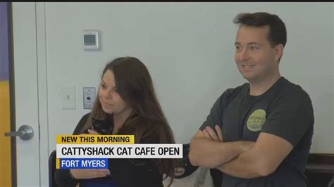 Best cafés in tampa, florida: First cat cafe in Southwest Florida opens doors - YouTube