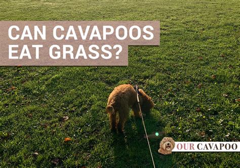 Easy ways to prevent this. Can Cavapoos eat grass? - Our Cavapoo