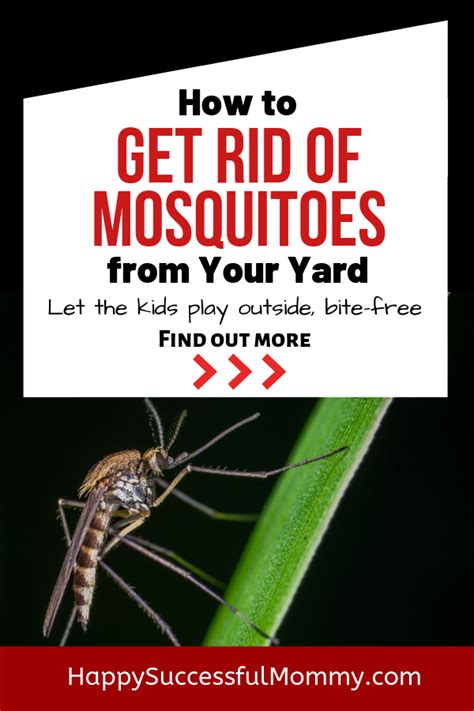 Get rid of stagnant water. How to Get Rid of Mosquitoes Naturally from Your Backyard ...